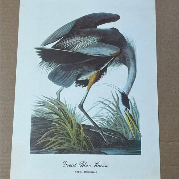 Vintage Great Blue Heron Print Art. Beautiful. Waterfowl. Birds. 12x9"  Decor - Picture 2 of 5